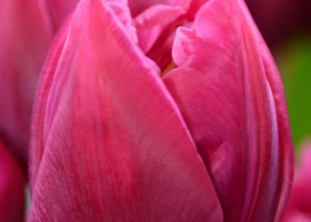 Tulipa Margarita (3)